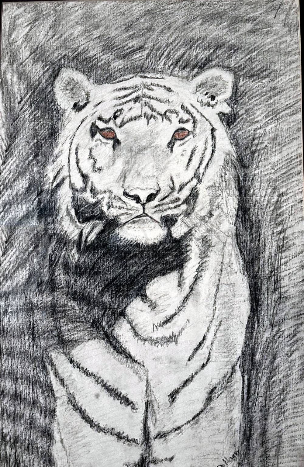 Pencil drawing of a white tiger by Rene DeHaan